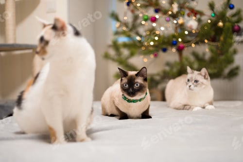 Preview: Happy New Year, Christmas holidays and celebration. Siamese cat breed portrait.