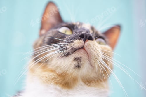 Preview: Cat portrait of mouth and whiskers