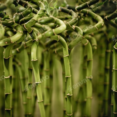 Preview: Bamboo background. Shallow DOF