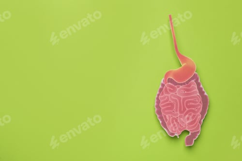Preview: Paper cutout of small intestine on light green background, top view. Space for text
