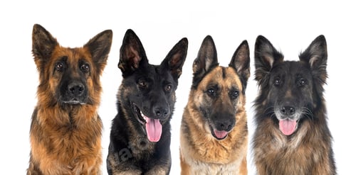 Preview: german shepherds in studio