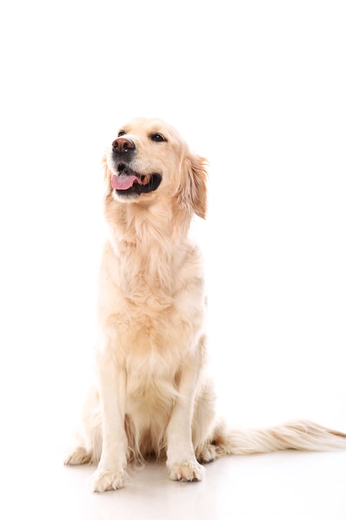 Beautiful Golden Retriever Smiling on White Background