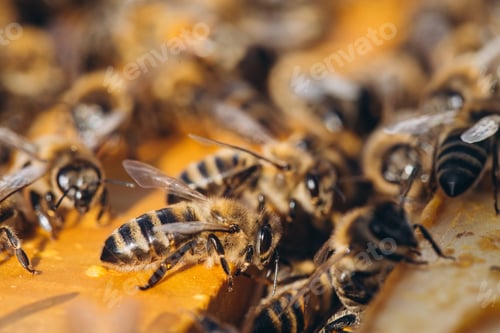 Preview: Bee colony in hive macro. Working honey bees, honeycomb, wax cells with honey and pollen.