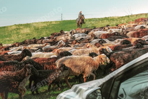 Preview: The car was prevented from passing by a flock of sheep being driven by a shepherd on a horse.