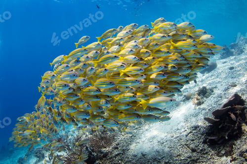 Preview: School of bluestripe yellow snappers (Lutjanus kasmira)