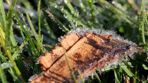 Preview: Frost On Leaf And Grass - Photograph Of Frost Crystals On Green Grass And A Brown Leaf With The Sun