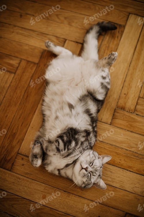 Preview: domestic cat
