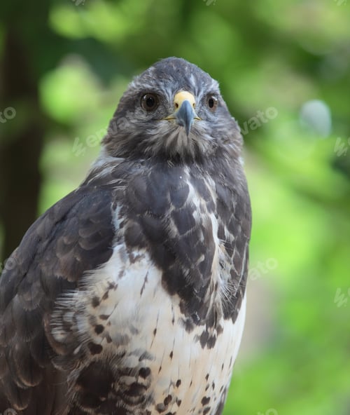 Preview: Close-up view of a majestic common buzzard (Buteo buteo)Close-u