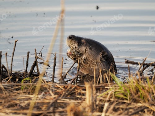 Preview: Adorable otter swimming in the calm waters of a tranquil lake catching fish