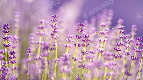 Preview: nature