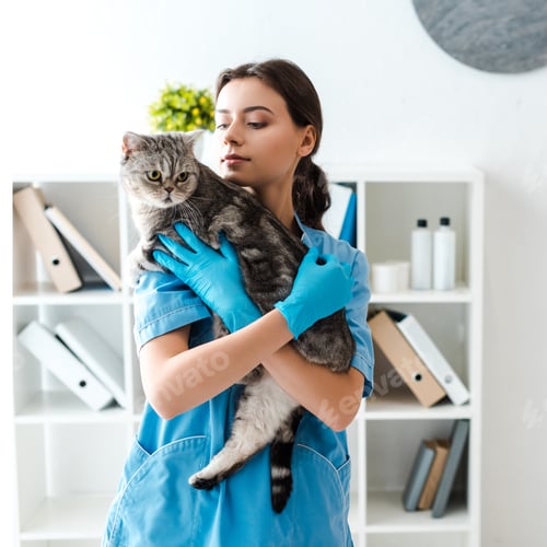 Preview: young veterinarian holding tabby scottish straight cat on hands