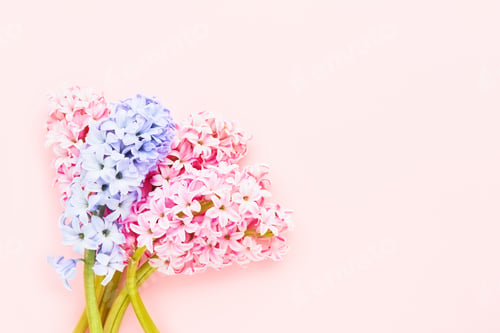 Preview: Bouquet of pink and lilac hyacinths flowers on a pink background. Top view, copy space