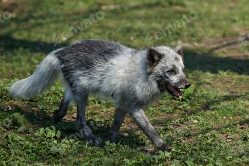 Preview: Arctic fox (Vulpes lagopus)