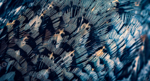 Preview: colored pheasant feathers with a visible texture. background