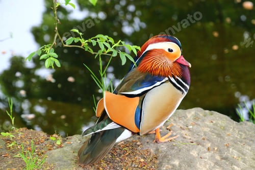 Preview: Mandarin Duck