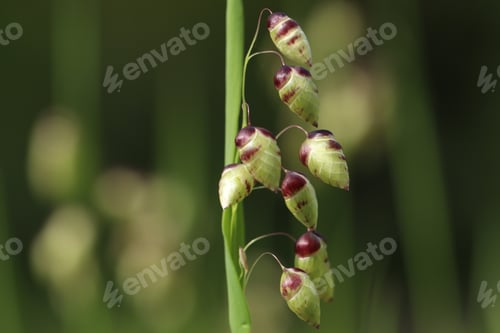 Preview: nature, green, macro, summer, plant, grass, closeup, insect, spring, garden, field, background, wild