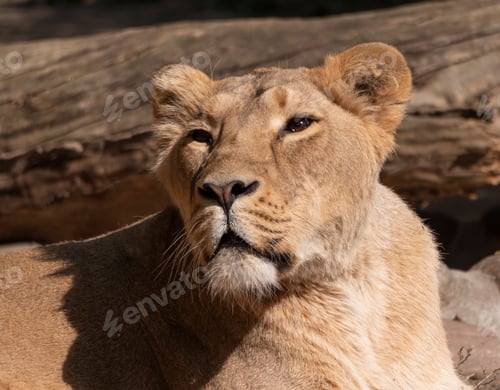 Preview: Portrait lioness basking in the warm sun after dinner