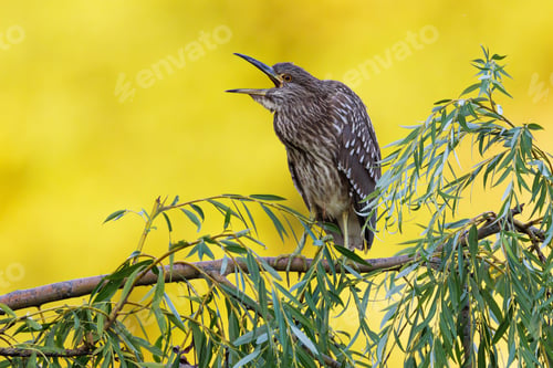 Preview: Night heron perched on a branch, its beak open