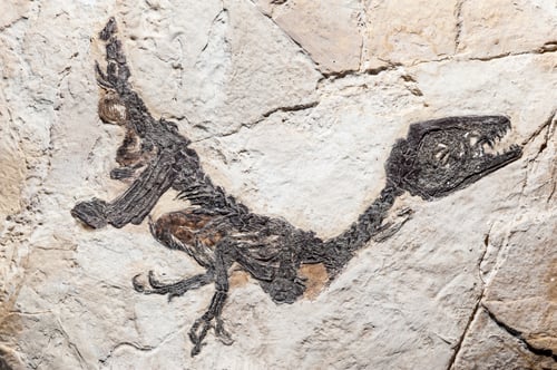 Preview: Reconstruction of fossil of Scipionyx samniticus