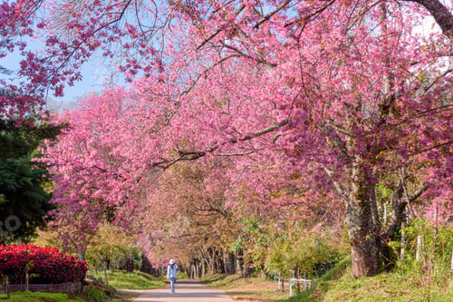 Preview: Blossom of Wild Himalayan Cherry flower.