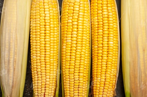 Preview: top view fresh yellow corns on a dark background raw color photo plant food