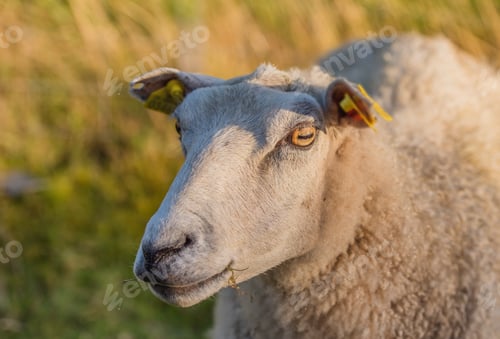 Preview: Sheep. A series of photos of lamb and sheep.