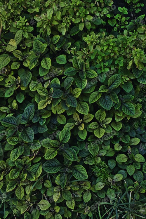 Preview: Fresh Natural background of beautiful green plants. Vertical gardens. Copy space