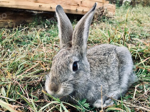 Preview: Rabbits