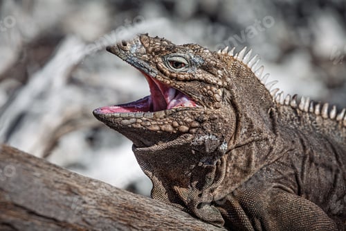 Preview: Iguana on island in the Caribbean sea...
