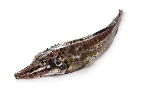 Preview: Hakkaku (sailfin poacher), Japanese fish