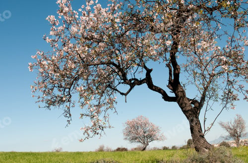 Preview: Blooming almond tree with blossoms in Spring on a green field and blue sky.