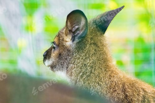 Preview: Dwarf kangaroo