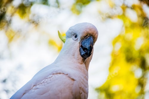 Preview: Sulphur-crested cockatoo close up. Urban wildlife.