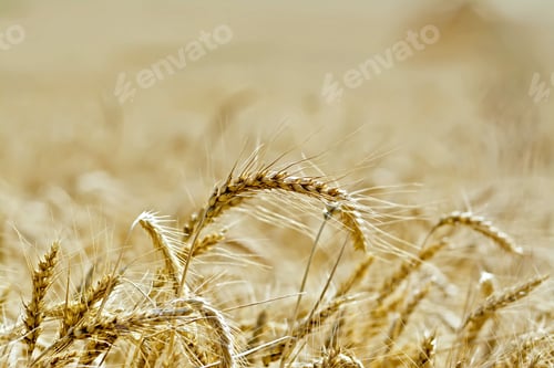Preview: Bread ripe ears of grain on field background