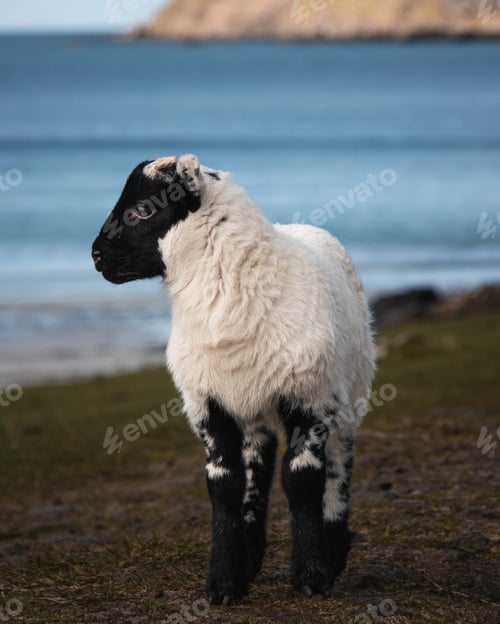 Preview: Baby Sheep at the Beach
