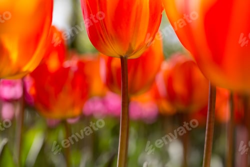 Radiant Red and Orange Tulips in Spring Garden