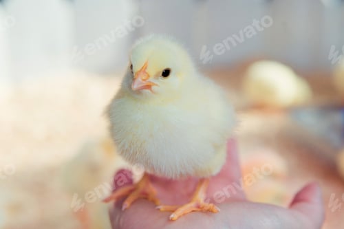 Preview: chicken on hand