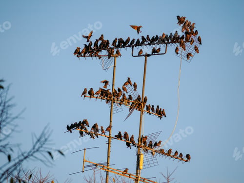 Preview: Starlings over an antenna in Milan