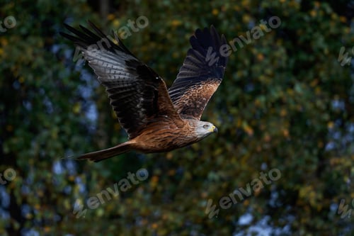 Preview: Red kite (Milvus milvus)