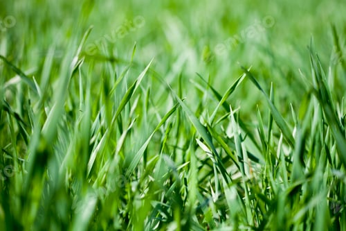 Preview: Field of green grass