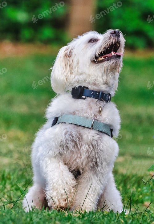 Preview: White dog on a leash sits and gazes upwards