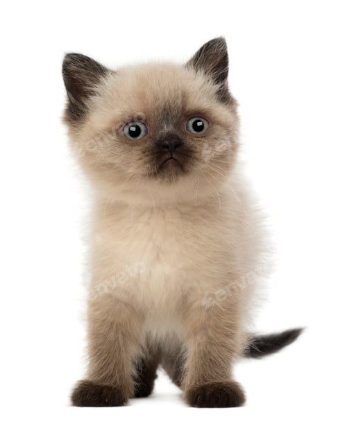 Preview: Portrait of British Shorthair Kitten, 5 weeks old, against white background