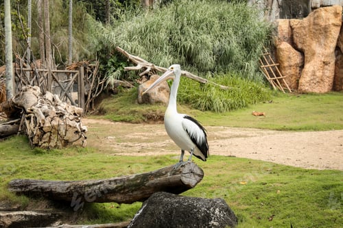 Preview: Pelican standing on a log with green grass and rocks