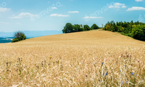 Preview: Yellow ripe wheat