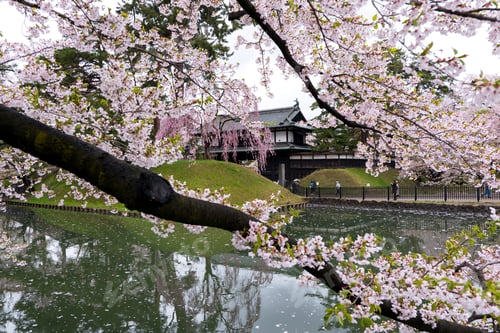 Preview: Beautiful cherry blossom flower in Japan