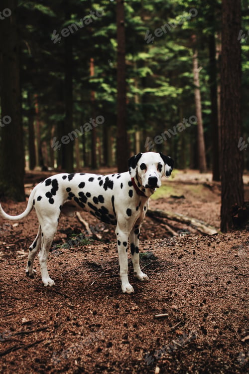 Preview: Out for a walk in the forest