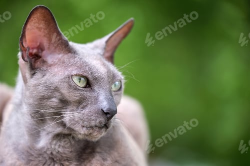 Preview: Big gray angry looking Sphinx breed stray cat resting on steet outdoors in summer