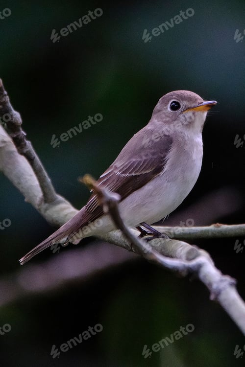 Preview: Broad-billed flycatcher perching on tree branch