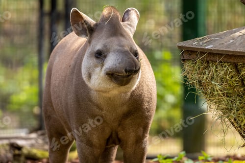 Preview: South American tapir at the zoo