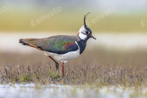 Preview: Northern Lapwing Display Behaviour